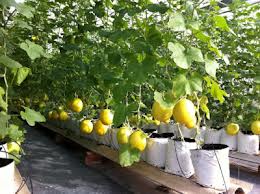 ຂະ​ແໜງ​ກະສິກຳ ​ດຶງດູດ​ບັນດາ​ໂຄງການ​ ລົງທຶນ​ເຕັກ​ໂນ​ໂລ​ຊີ​ສູງ